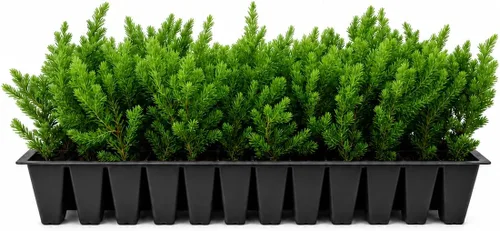 Vista 11 de Blue Pacific Shore Juniper Planta de tamaño de 1 galón vivo Juniperus Conferta Evergreen resistente al frío tolerante a la sequía