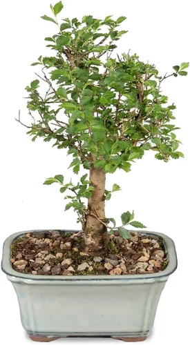 Vista 9 de Brussel's Bonsai Árbol bonsái de olmo chino vivo, al aire libre, paquete de 2 – pequeño, 5 años de edad, 6 a 8 pulgadas de alto – incluye macetas