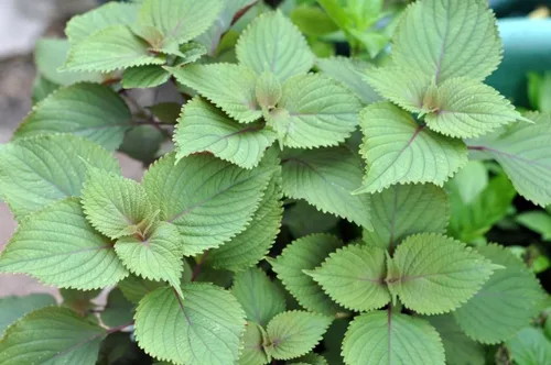 Vista 2 de Planta vietnamita Tia a Japonés Coreano Púrpura Shiso Perilla Plantas Hierba Asiática Heirloom No GMO (1)