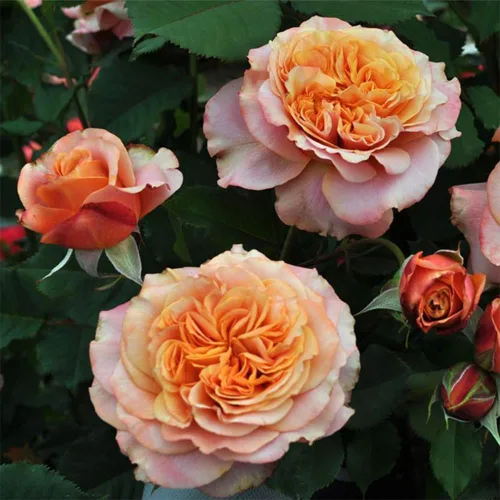 Vista 4 de Rosas Heirloom Grandiflora, planta de raíz propia viva para jardín al aire libre, Sunbelt® Crazy Love™, Moderadamente fragantes, Zonas