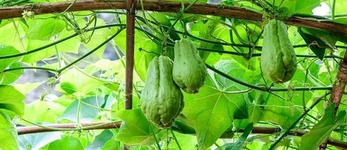 Vista 2 de Nuevas semillas de verduras frescas de Chayote 20pcs Generic