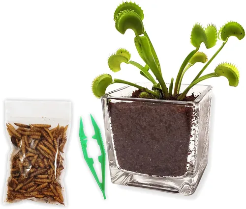 Vista 13 de Plantas carnívoras Sundew vivas con maceta de cerámica hexagonal blanca moderna de 2.7" con platillo + comida para trampa de Venus, pinzas
