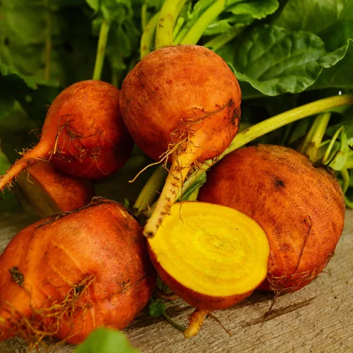 Vista 2 de Golden Detroit Beet - 50 semillas - Variedad de reliquia y polinizada abierta, semillas de vegetales sin OMG para plantar en interiores o exteriores