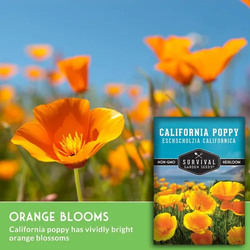 Vista 5 de Survival Garden Seeds - Semillas de amapola de California para plantar - 1 paquete con instrucciones para cultivar plantas Eschscholzia Californica