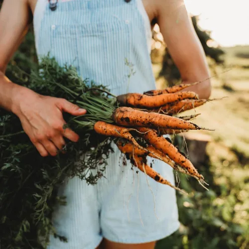 Vista 3 de Nantes Zanahoria - 150 semillas - Variedad de reliquia y polinizada abierta, semillas de vegetales sin OMG para plantar en interiores o exteriores