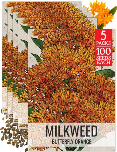 Vista 30 de Seed Needs Semillas de algodoncillo de mariposa naranja para mariposas monarca, 1 paquete
