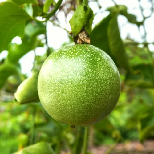 Vista 7 de CarpetC - Más de 50 semillas de maracuyá para plantar, fruta dulce de crecimiento rápido para el jardín del hogar
