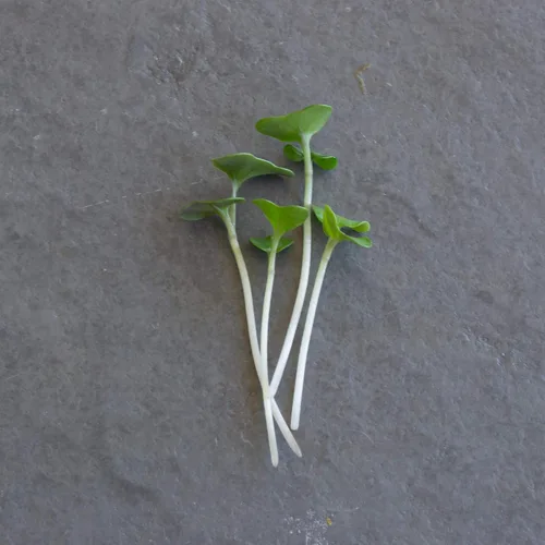 Vista 7 de Semillas de microgreens de brócoli – 1 onza ~ 1000 semillas – Alta germinación, semilla premium para cultivar microverduras de brócoli – Sin OMG