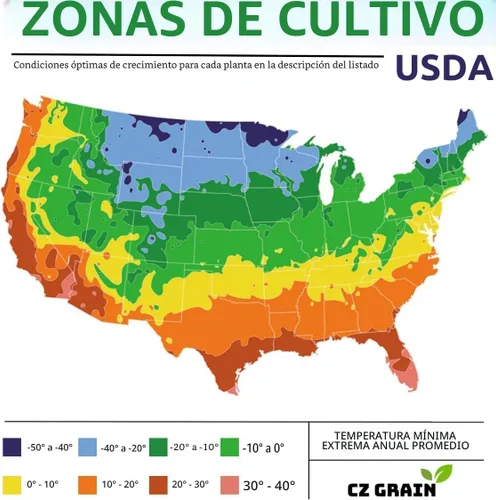 Vista 7 de Más de 50 semillas de arce rojo para plantar al aire libre - Semillas de árbol de arce tradicional (Acer rubrum)