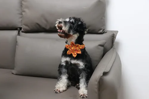 Vista 4 de Lionet Paws Collar para perro con flor – Lindo collar de algodón ajustable con hebilla de metal para regalo de perro grande para niña, XL, cuello