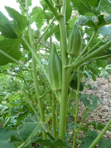 Vista 2 de Estrella de David Okra Seeds, Abelmoschus Esculentus, Lady's, Gumbo, dedo de señora -reliquia (100 semillas)