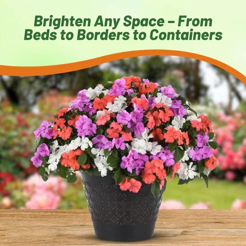 Vista 5 de Outsidepride 75 semillas Impatiens Xtreme Pastel Shade Garden Flower Seed Mix para plantar