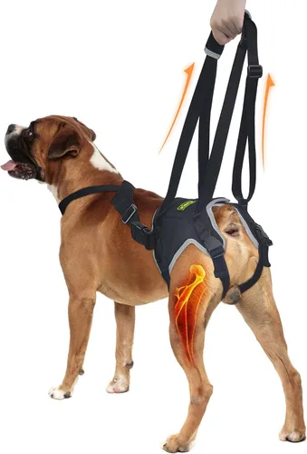 Vista 16 de Codera para perros gigantes, soporte para hombros y articulaciones para adultos mayores Diseñado para razas gigantes que necesitan apoyo adicional