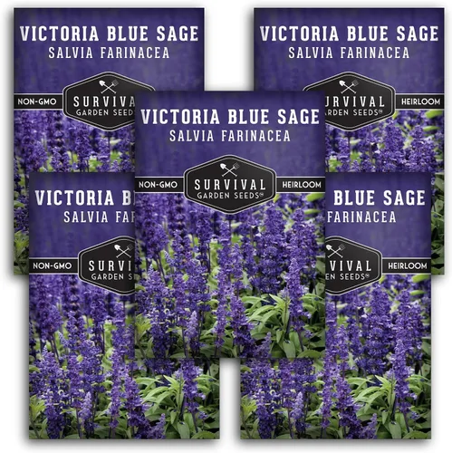 Vista 12 de Victoria - Semillas de salvia azul para plantar – Salvia Farinacea – Flores polinizadoras para bordes y jardines de cabaña – Semillas de jardín