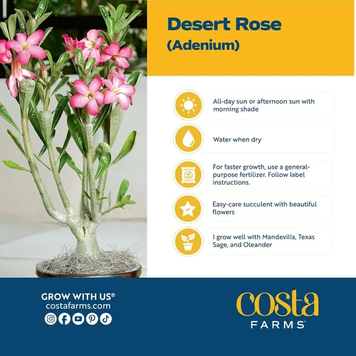 Vista 3 de Costa Farms Desert Escape Desert Rose - Planta suculenta viva de 16 a 21 pulgadas de alto, planta de interior o jardín al aire libre para patio