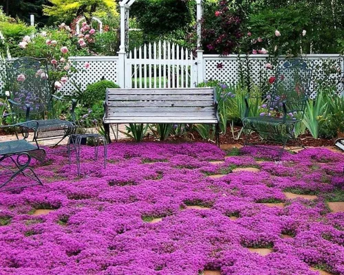 Vista 2 de Semillas de tomillo rastrero - Thymus Serpyllum - Cubierta de suelo perenne-1000 semillas
