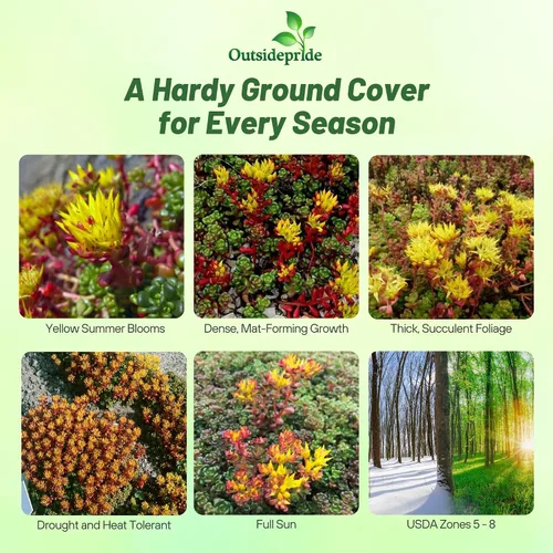 Vista 2 de Outsidepride Semillas de Oreganum Sedum - 1000 semillas perennes de cobertura del suelo para plantar, plantas suculentas resistentes al frío
