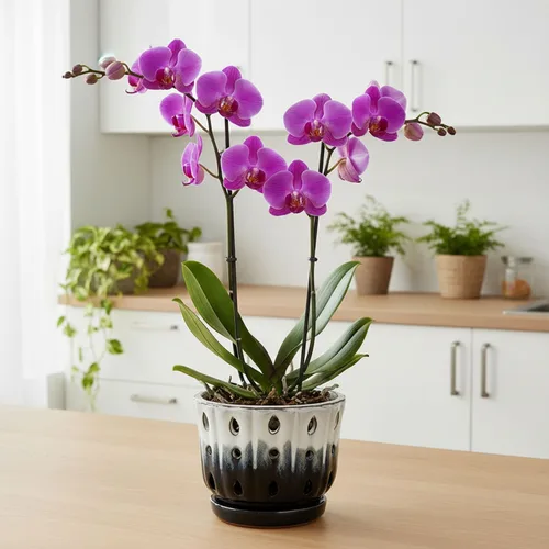 Vista 7 de Maceta de orquídea de cerámica con agujero de 6 pulgadas