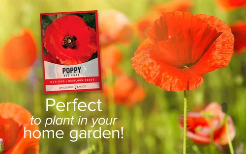 Vista 5 de Gardeners Basics Semillas de amapola para plantar (maíz rojo) - Paquete de semillas de flores rojas reliquia de flores perennes, variedad sin OMG