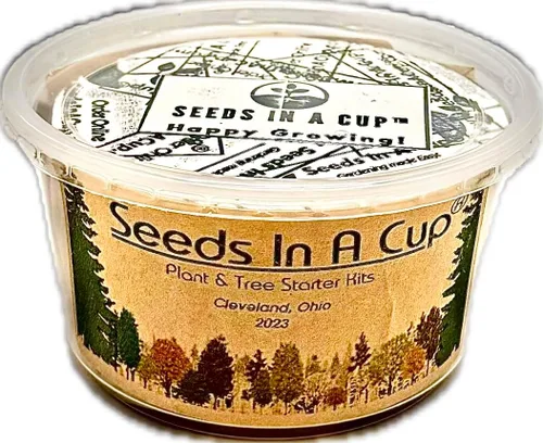 Vista 5 de Baya de Goji (Wolfberry): Kit de cultivo de semillas de árbol Nutrientes reales - Suelo rico Sin vainas falsas Educativo Gran idea de regalo