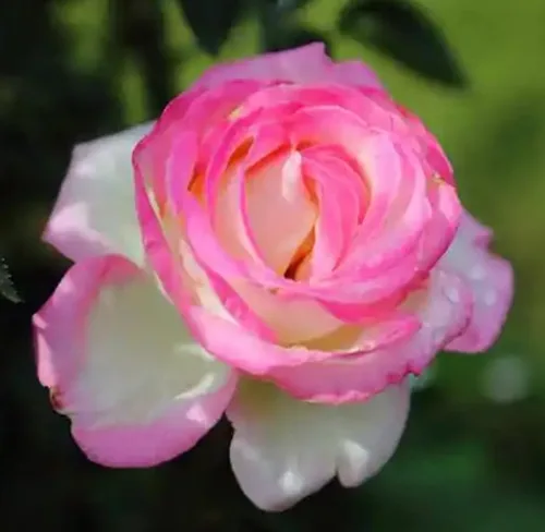 Vista 8 de 100 piezas de semillas de rosas mixtas exuberantes flores perennes arbusto rosa semillas de flores reliquia