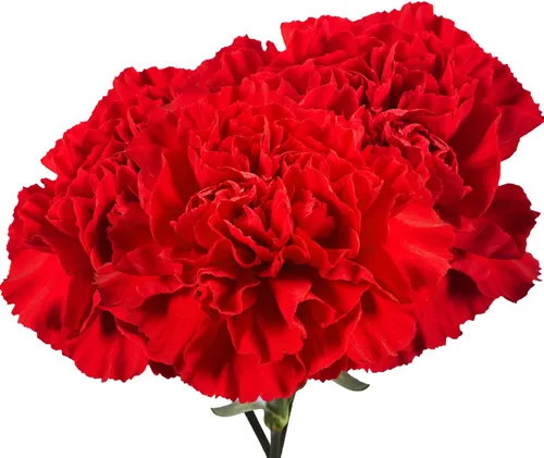 Vista 8 de GlobalRose 100 flores de clavel rojas - Claveles al día siguiente flores frescas para entrega Prime - Ramo fresco seleccionado a mano para Rojo