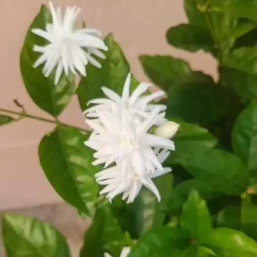 Vista 2 de 2 plantas de jazmín vivas, planta de flores de jazmín trepadoras, zona 4 a 11, 5 a 7 pulgadas de altura (blanco doble)