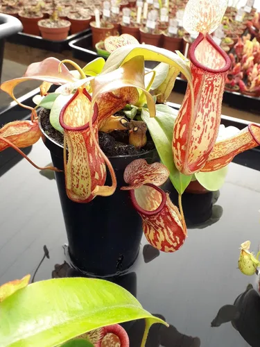 Vista 4 de Planta de jarra carnívora, planta de inicio vivo en una maceta de 2 pulgadas, Nepenthes St Gaya, hermosas plantas carnívoras tropicales de fácil