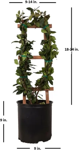 Vista 3 de Star Jasmine 'Large Leaf' (2.5 galones) Aromático blanco floreciente de hoja perenne – Planta viva para exteriores a pleno sol
