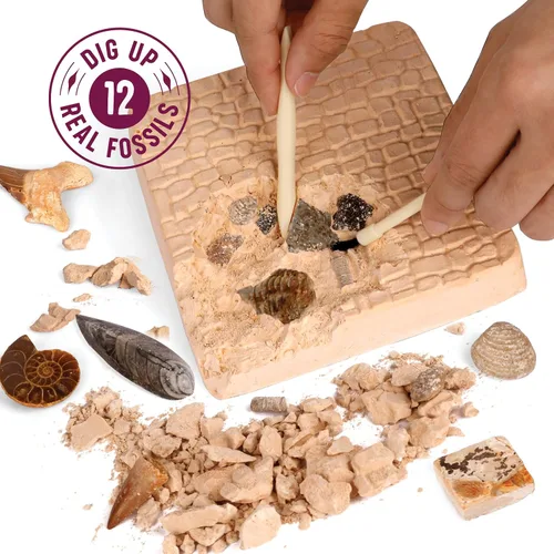 Vista 2 de Dan&Darci Kit de excavación de fósiles reales para niños, kits de ciencia para niños y niñas de 8 a 12 años, ideas de regalo de cumpleaños