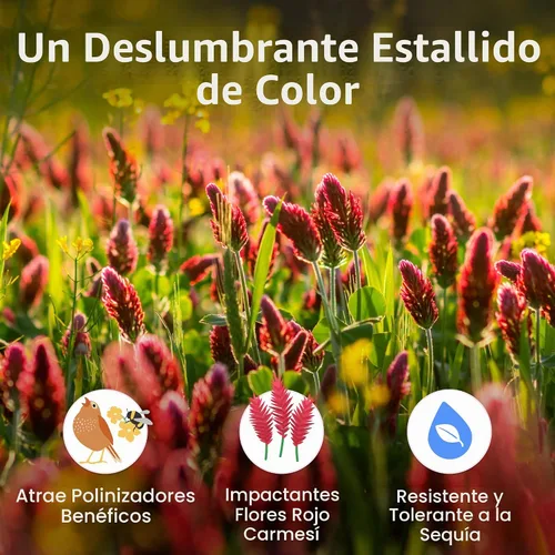 Vista 3 de Semillas de trébol carmesí para plantar, 10,000 semillas, cubre 200 pies