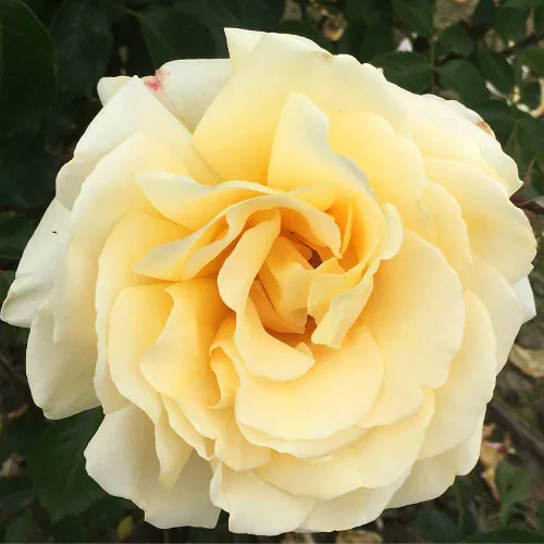 Vista 4 de Rosas de té híbridas de reliquia, planta de raíz propia, Eleganza® Winter Sun Sol de invierno Eleganza