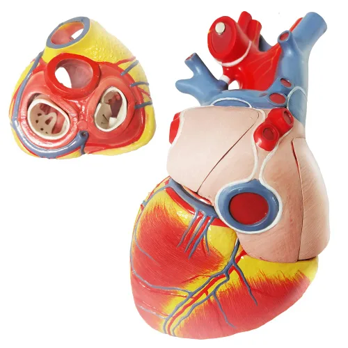 Vista 9 de EVOTECH SCIENTIFIC Modelo de corazón humano de lujo con glándula de timo y base de diaframa, 10 piezas, 1.5X tamaño natural, modelo de corazón