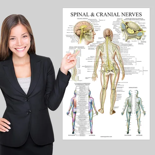 Vista 4 de Palace Learning Gráfico anatómico de nervios espinales - Póster de anatomía del sistema nervioso craneal y columna vertebral (con dermatomas)