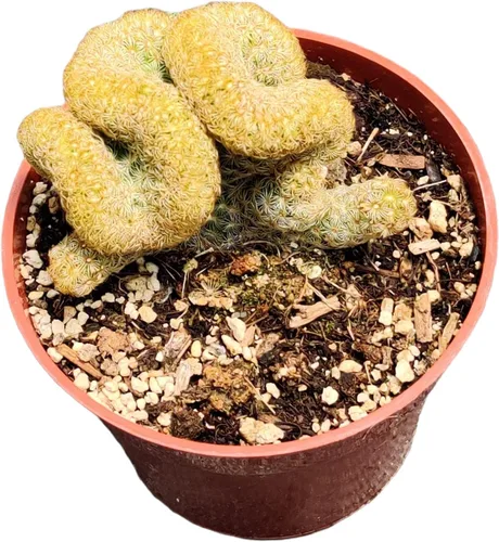 Vista 11 de Plantas de cactus suculentas vivas de USKC (maceta de 4 pulgadas) (Aptenia Cordifolia Variegata)