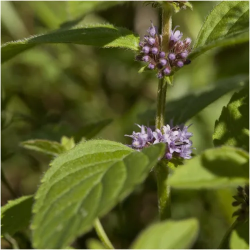 Vista 7 de Seed Needs, Pennyroyal - Semillas de menta – 1000 semillas tradicionales para plantar mentha pulegium – Hierba medicinal sin OMG y sin tratar