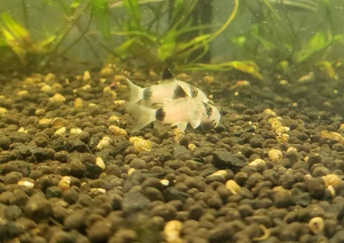 Vista 2 de 5 Corydoras panda, coricatos panda, lindo acuario de agua dulce Bagre