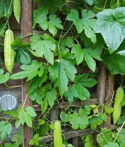 Vista 2 de Semillas de calabaza amarga asiática para plantar verduras y frutas. Semillas de verduras en casa huerto y vainas de semillas hidropónicas, semillas