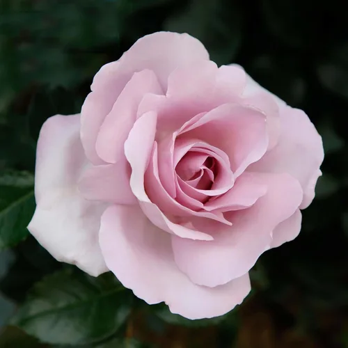 Vista 8 de Rosas resistentes de reliquia, planta de raíz propia, Hawkeye Belle Blanco cremoso con bordes rosados