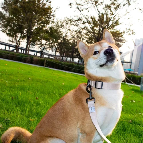 Vista 6 de Collar de perro beige para perros pequeños, transpirable, antiolor y suave, cómodo para cachorros de piel sensible, 90% rayón de bambú, collar