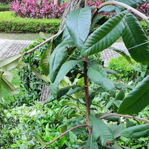 Vista 3 de Esparcidor de ramas de árbol frutal, 50 piezas, esparcidor de ramas de árboles frutales de 16 pulgadas, extractor de ramas de ciruelo, ángulo