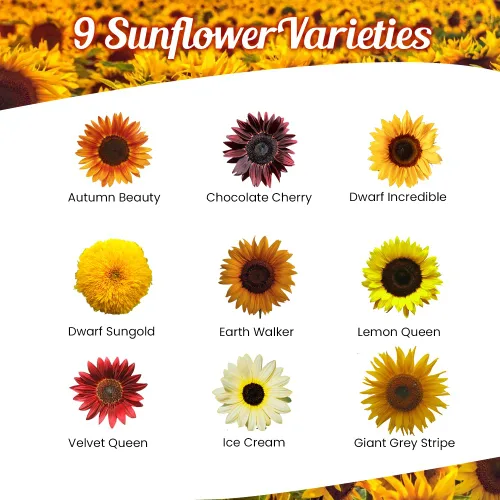 Vista 2 de Mezcla de semillas de flores silvestres de girasol, 1 oz, paquetes de mezcla de semillas de flores silvestres de polinización abierta, sin OMG, sin