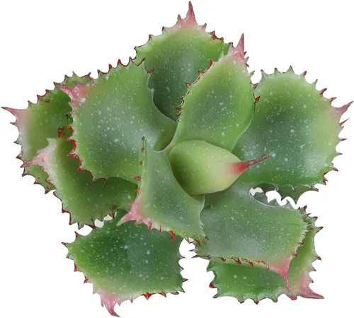 Vista 8 de Planta suculenta artificial de 7.08 pulgadas, suculentas sintéticas, agave potatorum, arreglo floral, manualidades, pared, materiales para Morado