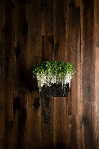 Vista 5 de Arugula Microgreen Seeds - Bolsa resellable de 1 libra a granel Verdes picantes y sabrosos Semillas tradicionales sin OMG Ensalada de cohete