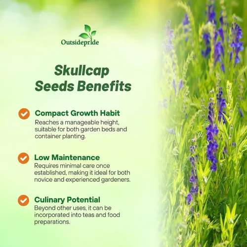 Vista 3 de Outsidepride Semillas Skullcap - 100 unidades. Semillas perennes, fáciles de cultivar y compactas, semillas de hierbas para plantar flores