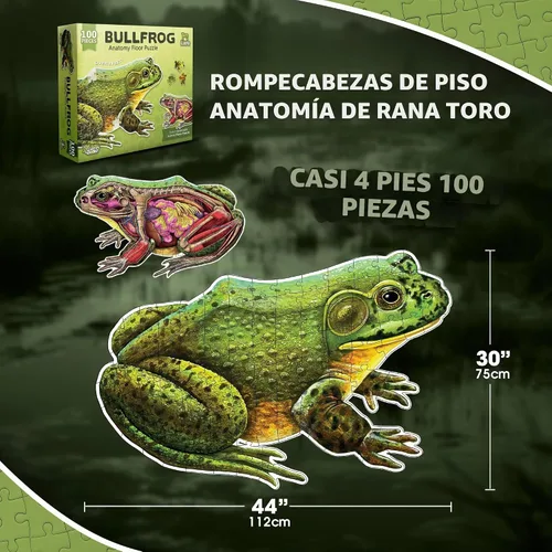Vista 7 de Bullfrog - Rompecabezas de piso de anatomía animal Rompecabezas de 100 piezas de doble cara Ilustración científicamente precisa de rana de gran
