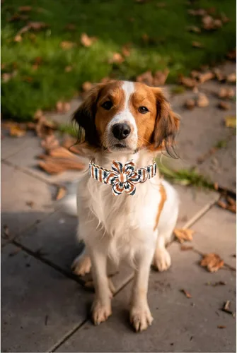 Vista 6 de Lionheart Glory - Collar de perro estampado con flor - Resistente, ajustable, protección contra caídas para cachorros XS