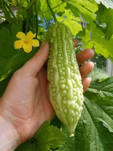 Vista 3 de Semillas de calabaza de melón amargo chino (Momordica Charantia) Vegetal sin OMG para plantar