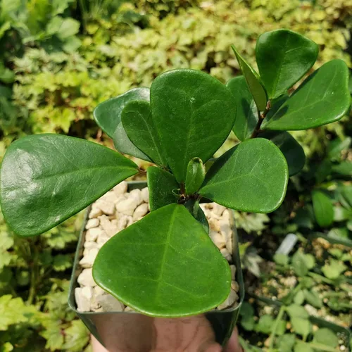 Vista 2 de Ficus triangularis