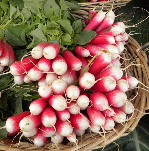 Vista 4 de Semillas de Rábano Francés Vegetal 18 Días Temprano Rojo Heirloom - 300 Semillas